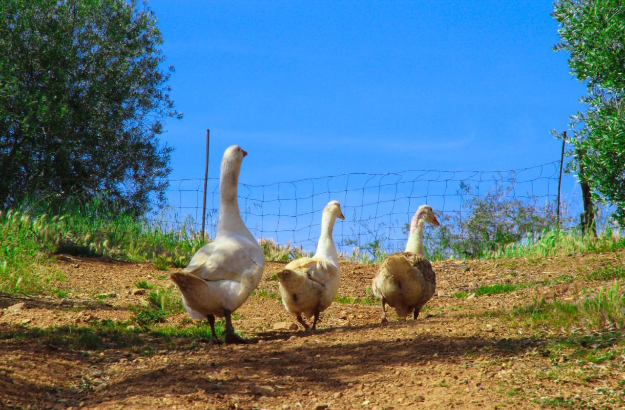 Agriturismomillefiori مانشانو المظهر الخارجي الصورة